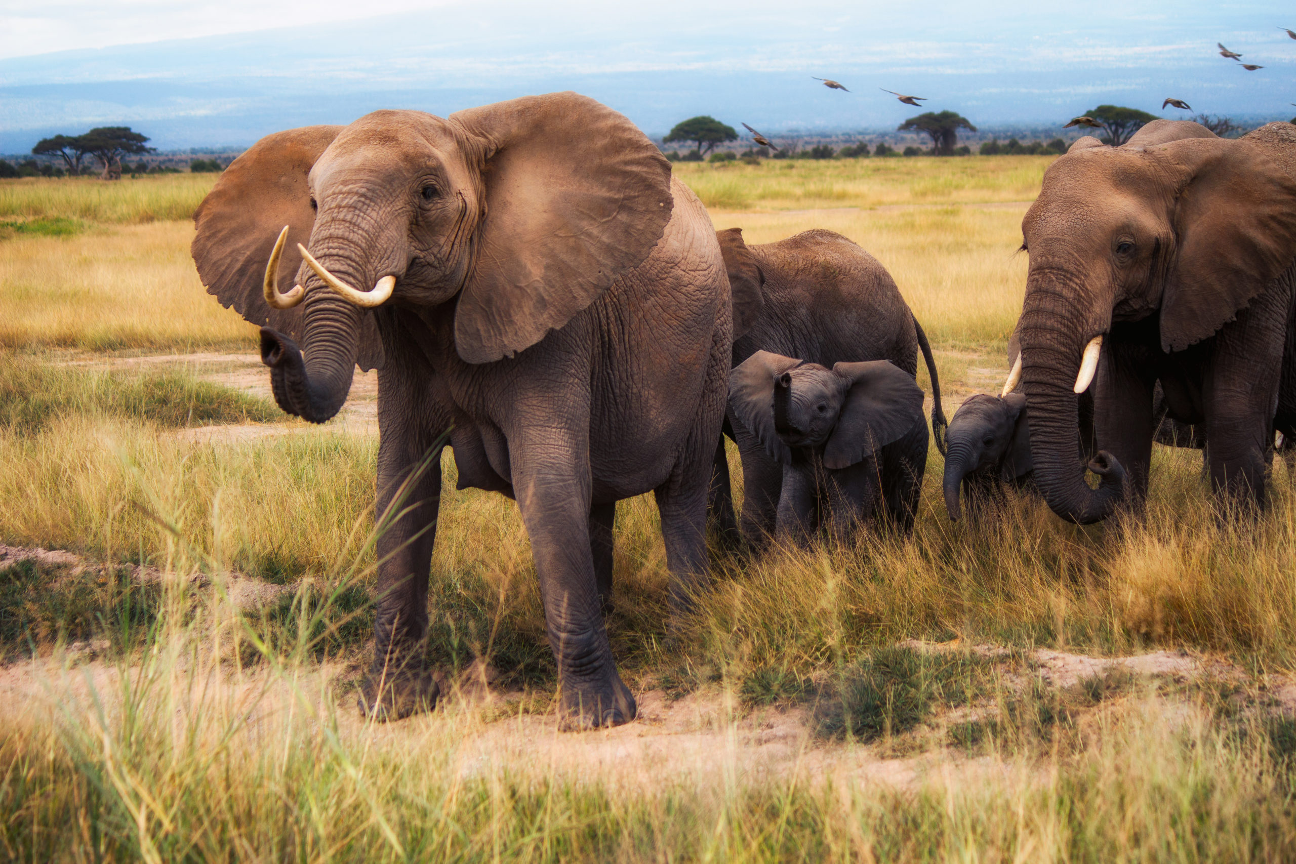 African Bush Elephants, Amboseli National Park by Ray in Manila