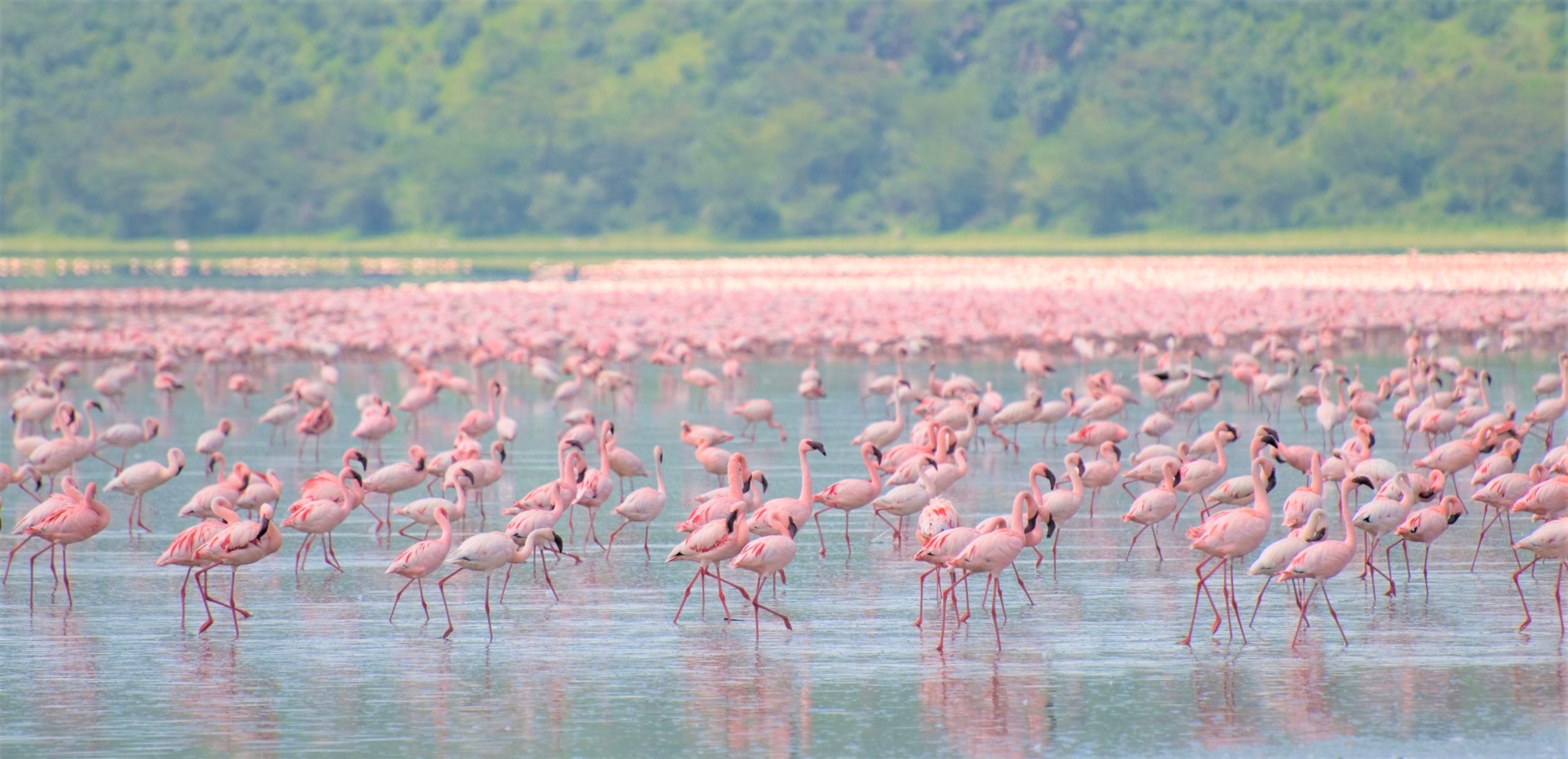 Flamingos on Lake Nakuru, Lake Nakuru National Park, Kenya by Paul Mannix