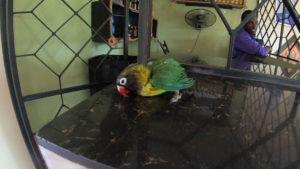 [閲覧注意]凶悪都市アルーシャに到着したが……。