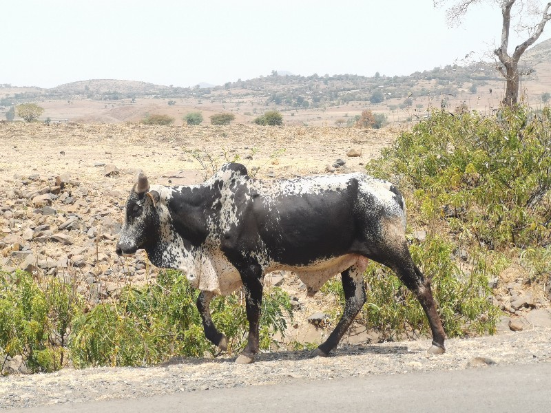 エチオピアの牛